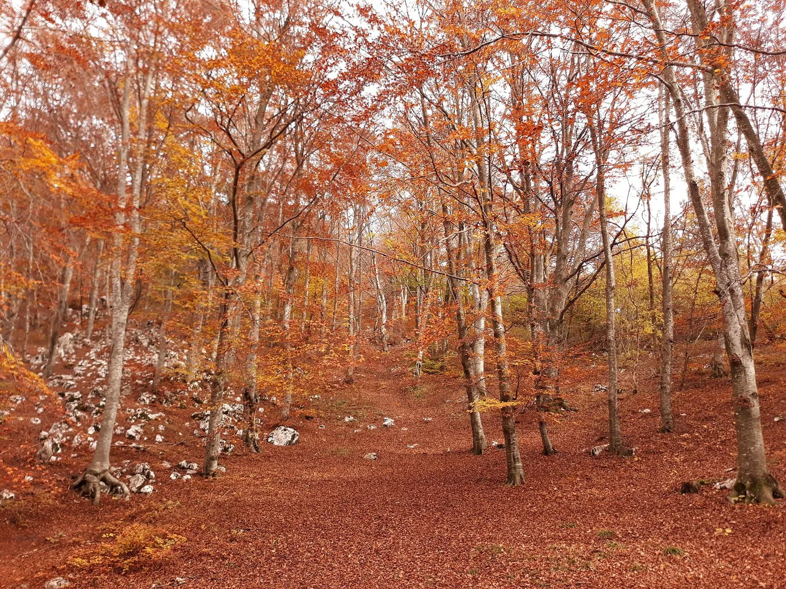 Bosco di faggi dai colori rossi e arancioni autunnali sul versante del Monte Baldo