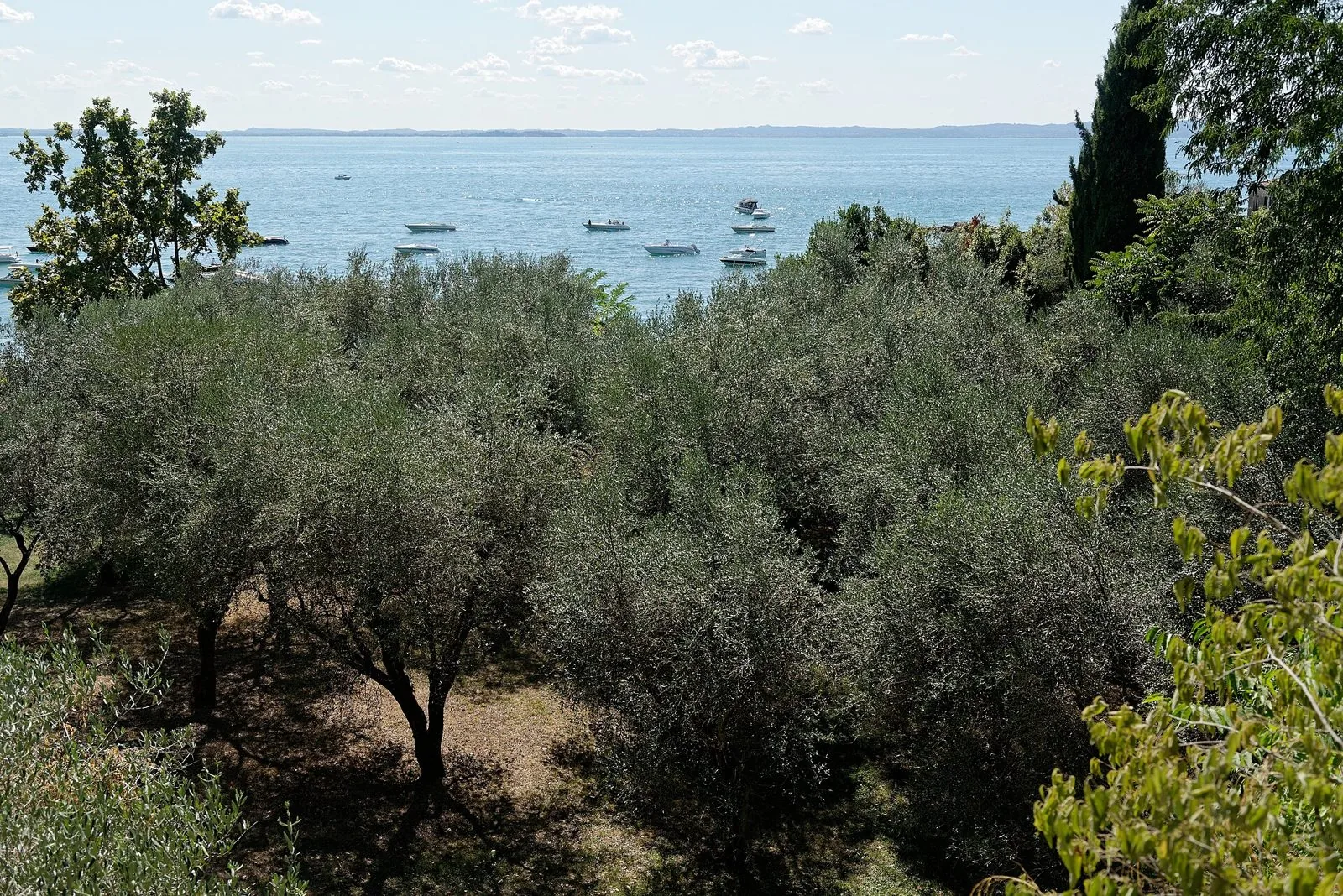 Uliveto affacciato sul Lago di Garda a Punta San Vigilio, con barche all'ancora sull'acqua azzurra
