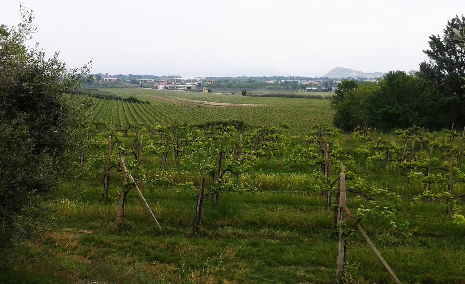 Filari di vigneto in primavera a Picedo di Polpenazze del Garda, sulle colline moreniche della Valtènesi